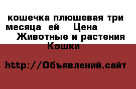 кошечка плюшевая,три месяца  ей. › Цена ­ 1 000 -  Животные и растения » Кошки   